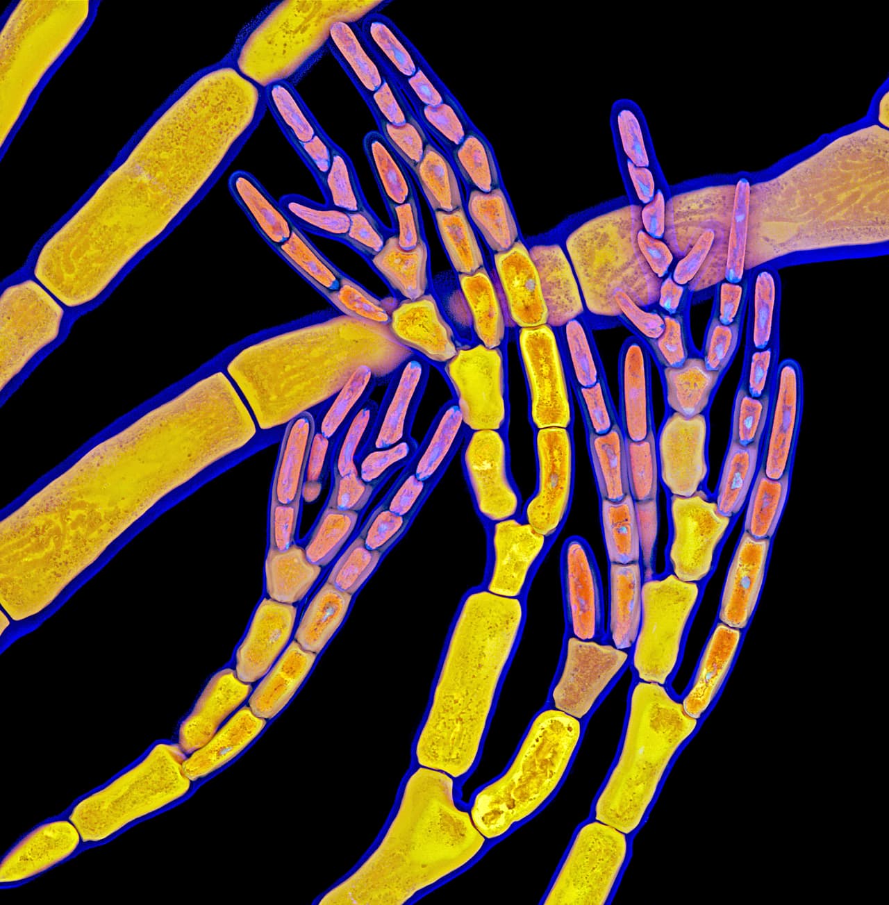 <b>Alga roja.</b> Esta toma obtuvo el 11er puesto en la competencia.