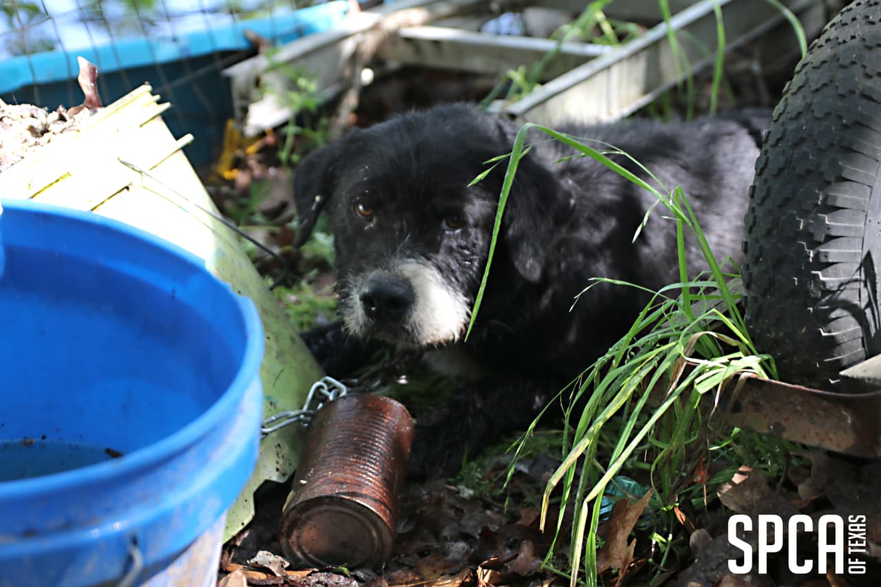Se encontraron tres perros encerrados en un dormitorio sin acceso a comida o agua y dos gatos se encontraron dentro de un baño, que contenía fregaderos llenos de heces y una bañera llena de heces.