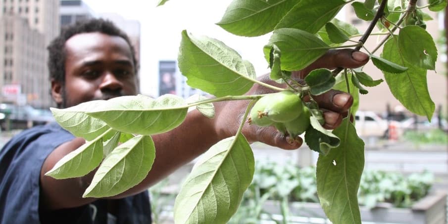 Cómo los residentes de Detroit hoy sobreviven gracias a sus propios cultivos