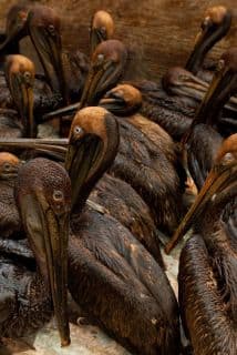Pelícanos cubiertos en crudo en el Golfo de México, tras un vertido de crudo en 2010.  