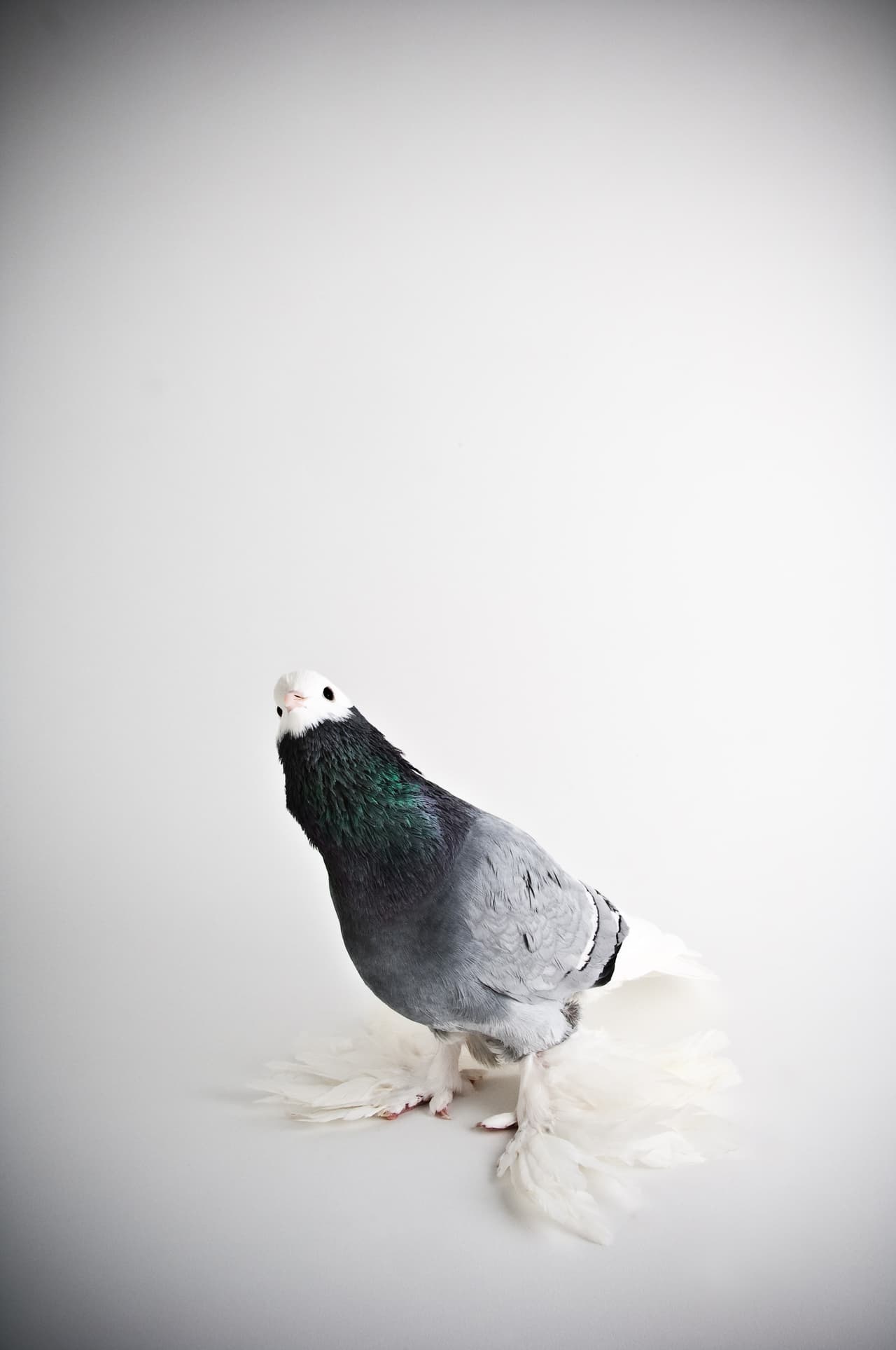 Bailey quería hacer un tributo al Padre de la Evolución, el naturista Charles Darwin.