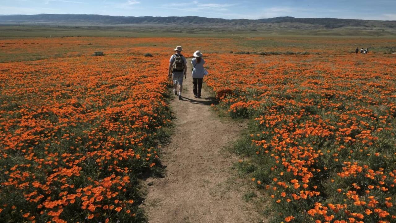 Por primera vez desde 2019, California podría presencia una superfloración, evento donde las flores silvestres florecen todas a la vez durante primavera. Para que este fenómeno natural ocurra deben darse una serie de factores tales como lluvias intensas y constantes, temperatura ideal y luz solar adecuada.