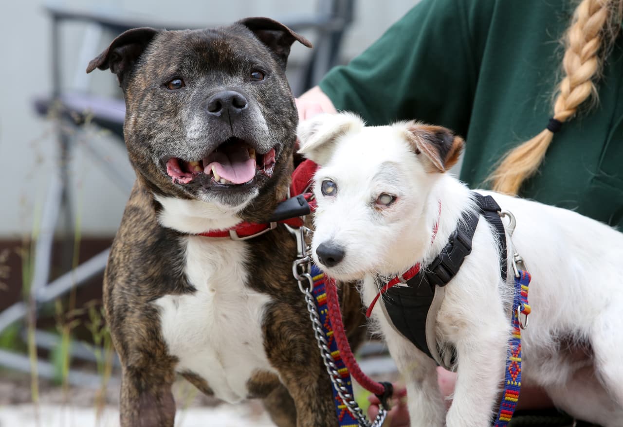 Sin embargo, su amigo y guía, un Staffordshire Bull Terrier, es su apoyo.