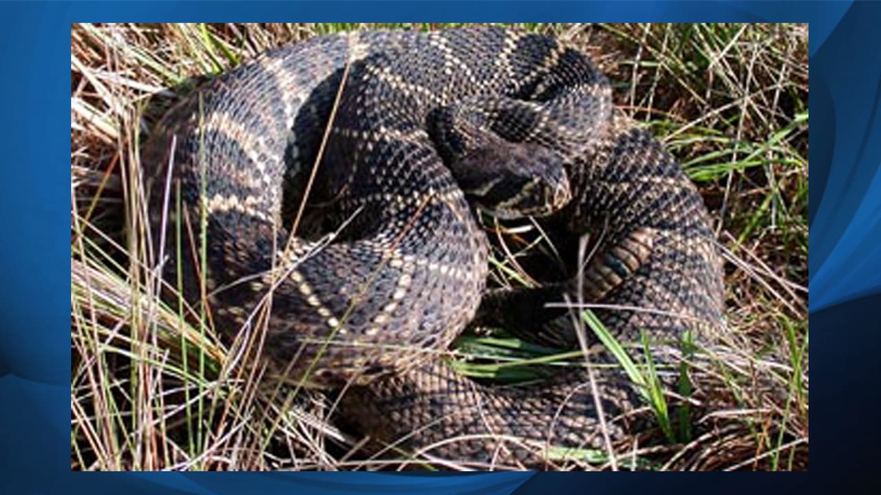 <b>Eastern Diamondback Rattlesnake (<i>Crotalus adamanteus</i>).</b> La serpiente de cascabel es la más grande de las víboras de cascabel reconocidas. Tienen cabezas anchas y miden entre 33 y 72 pulgadas. Las serpientes maduras pueden llegar a pesar más de 10 libras. El color de fondo es marrón, marrón o amarillento y está cubierto con figuras tipo diamantes, por eso el nombre, que son de color marrón y están rodeados de escamas más claras. Los machos son más grandes que las hembras.