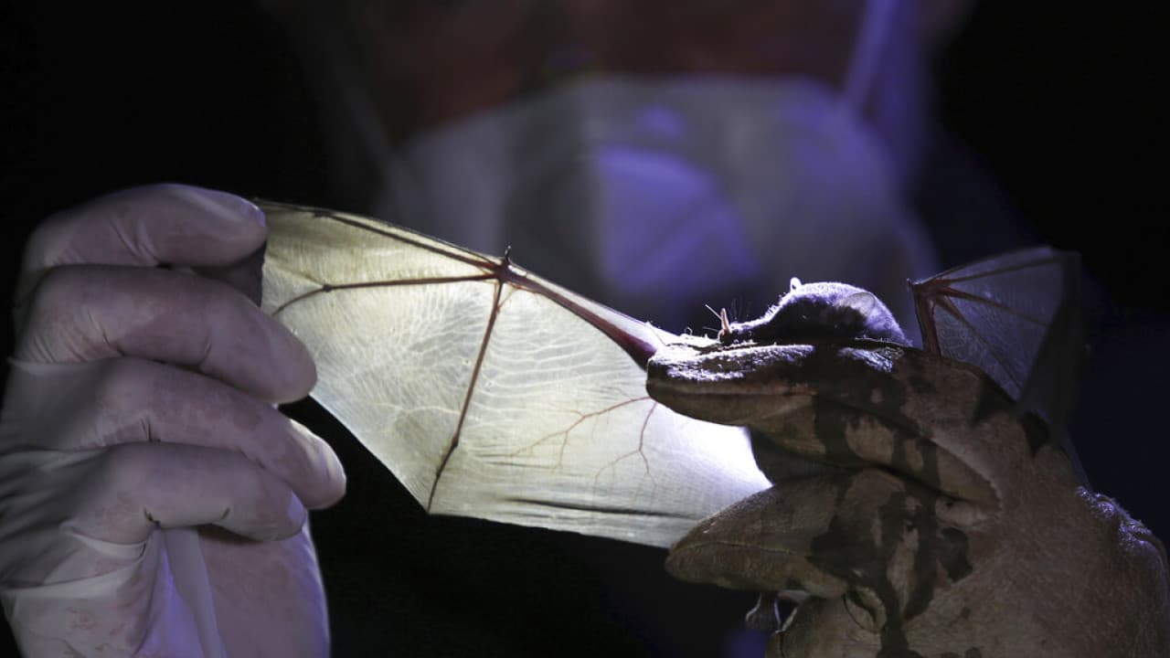 Muere de rabia un hombre mordido por un murciélago: qué debes hacer en situaciones similares