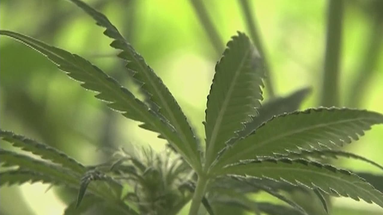 Maryland se preparar para votar por la legalización de la marihuana