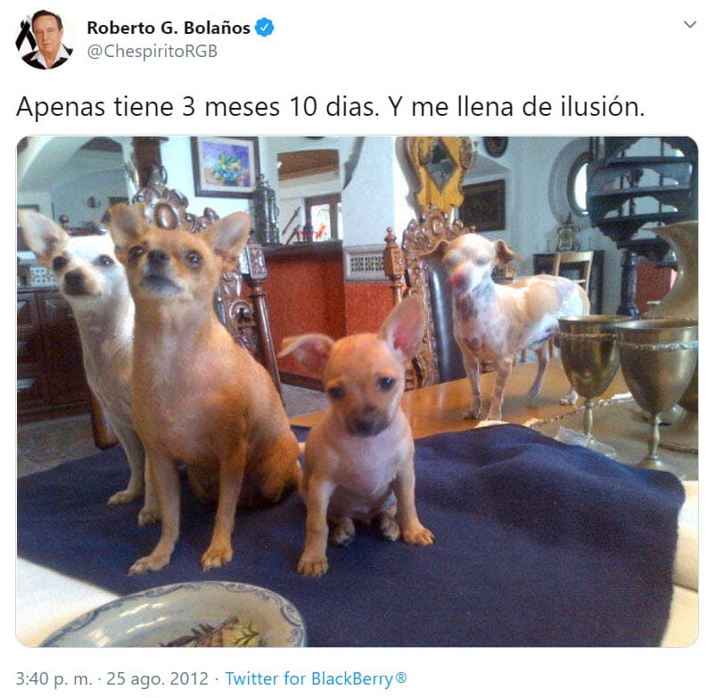 Al igual que su esposa, Roberto Gómez Bolaños también compartía en su cuenta de Twitter 
<b>el amor por su familia perruna</b>.
<br>