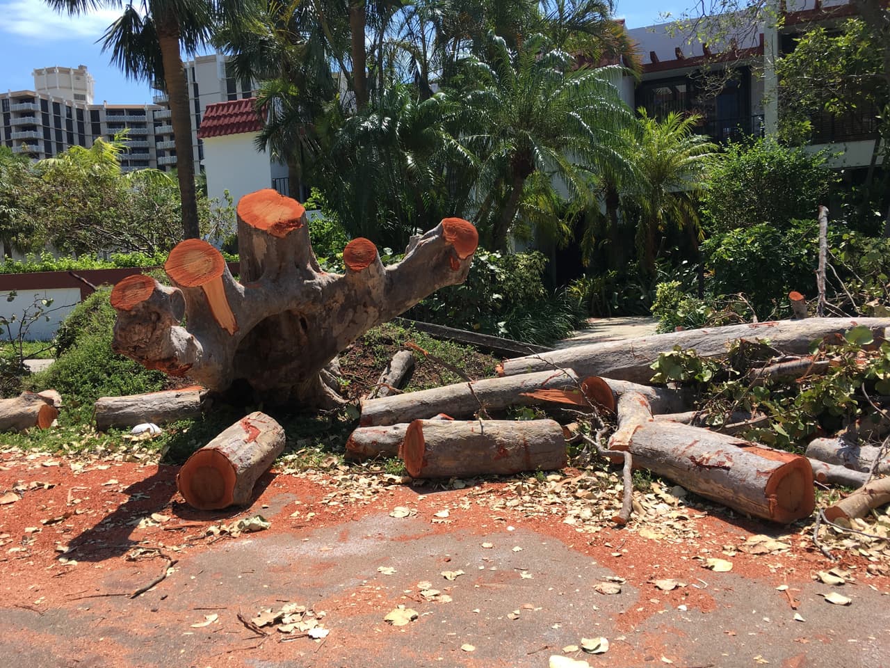 Los escombros incluyen grandes troncos de árbol como éste derribado en Grapetree Drive, Key Biscayne. Foto de David Adams