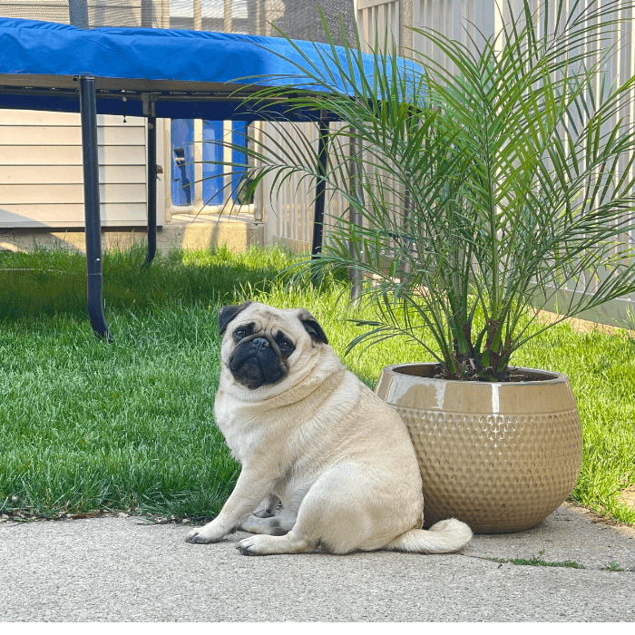 Pepe descansando un poco