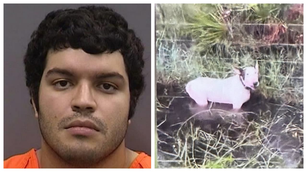 Arrestan a hombre que ató y abandonó a su perro durante el paso del huracán Milton: ¿Quién es y por qué lo hizo?