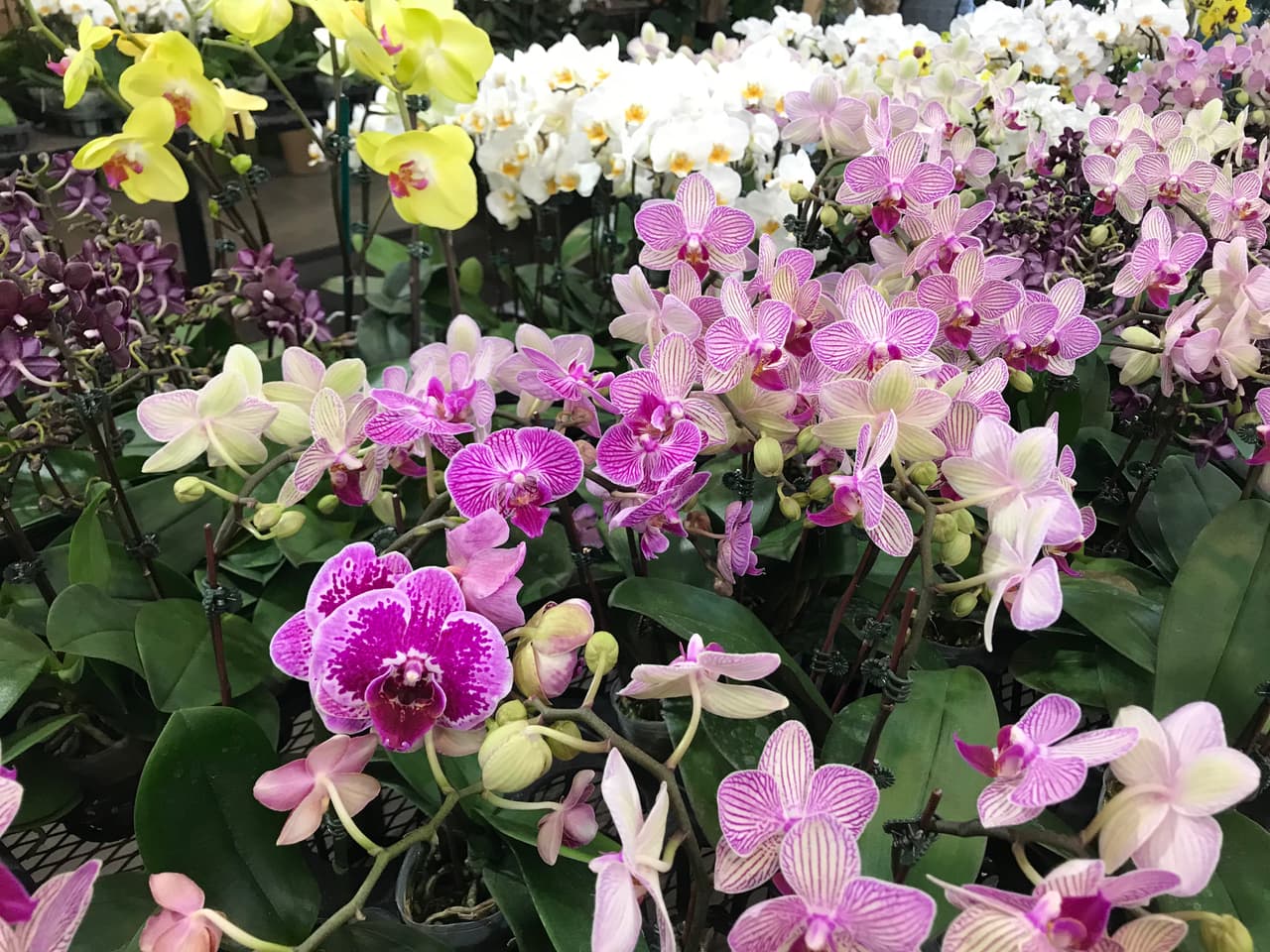 Una celebración doble, ya que aun cuando el coronavirus privará a muchas madres del abrazo de sus hijos este año, las flores no faltarán en casa. ¡Feliz Día de la Madre!