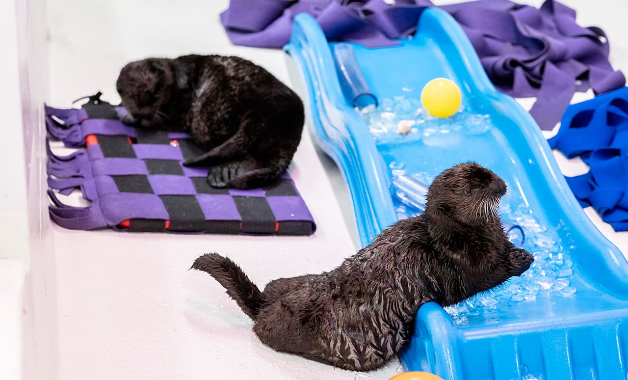 El acuario Shedd pide al público que nombre las crías nutrias marinas rescatadas del mar