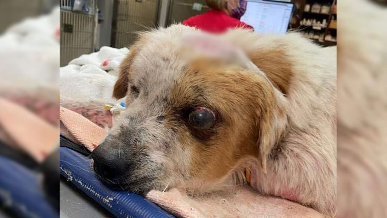 El hallazgo se realizó el domingo en Cleveland al noreste de Houston en donde estaba el 
<a href="https://www.univision.com/local/miami-wltv/prentiss-madden-veterinario-florida-sentenciado-21-anos-carcel-pornografia-infantil-sexo-con-animales">animal</a> junto con tres bolsas de animales muertos, una tenía pollos y en las otras dos bolsas había perros.