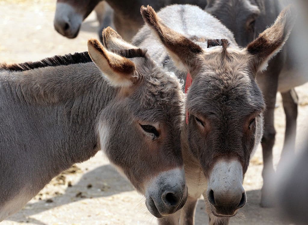 Por qué China es responsable de la drástica disminución de la población mundial de burros