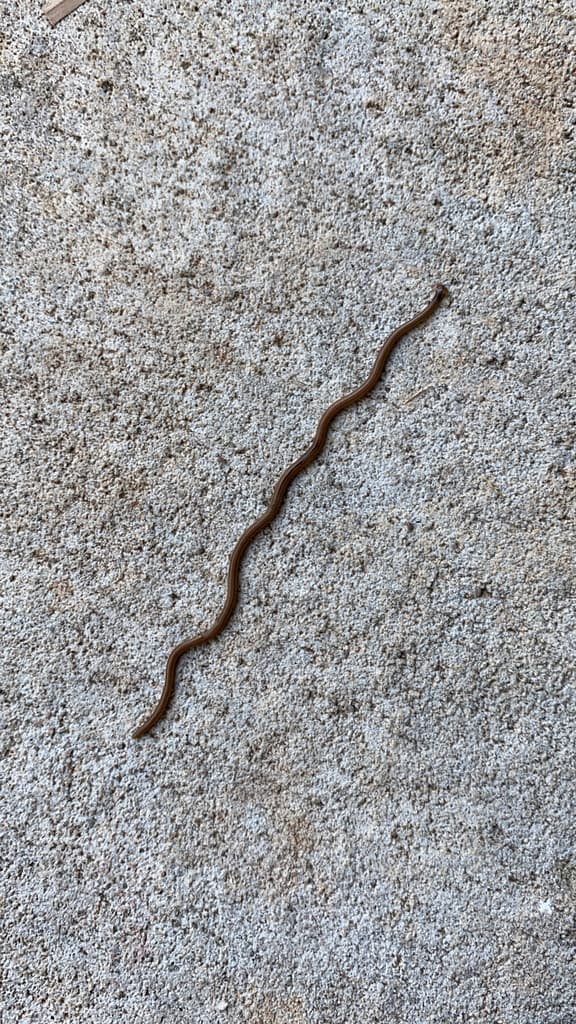 Esta especie al parecer ha estado en Estados Unidos por cerca de un siglo y el aumento de avistamientos recientes podría estar vinculado a que las personas tienen mayor acceso a cámaras y recursos para identificarlos.