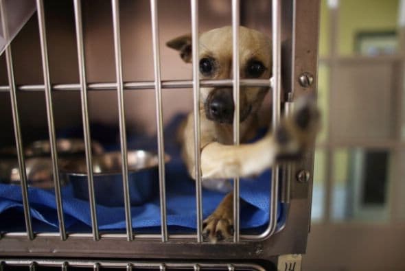 Otra ventaja es que te ahorrarás la parte más destructora de un perrito, y será más fácil para ti educarlo.