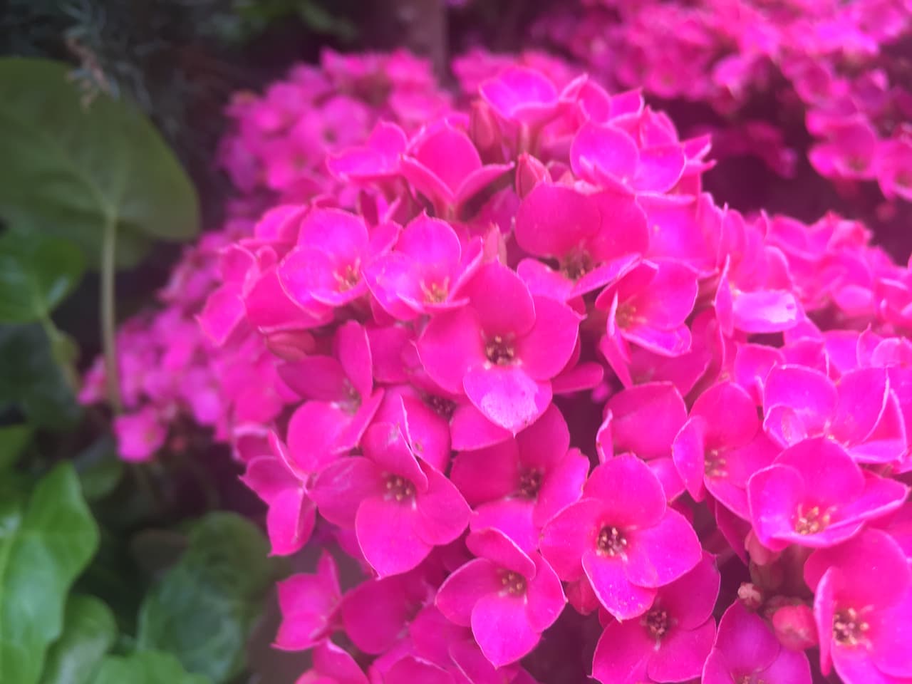 ¡Gracias por tanto, Mamá! 
<br>