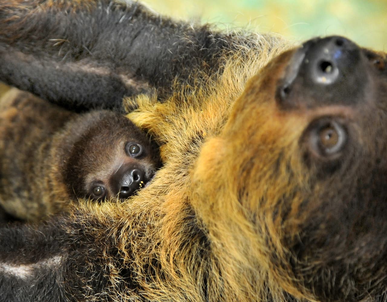En riesgo. Los principales retos para su sobrevivencia son, mantener cercas vivas de sus fincas con árboles nativos, mantener parches bosques a lo largo de ríos y quebradas, regular la cacería en zonas rurales e indígenas.