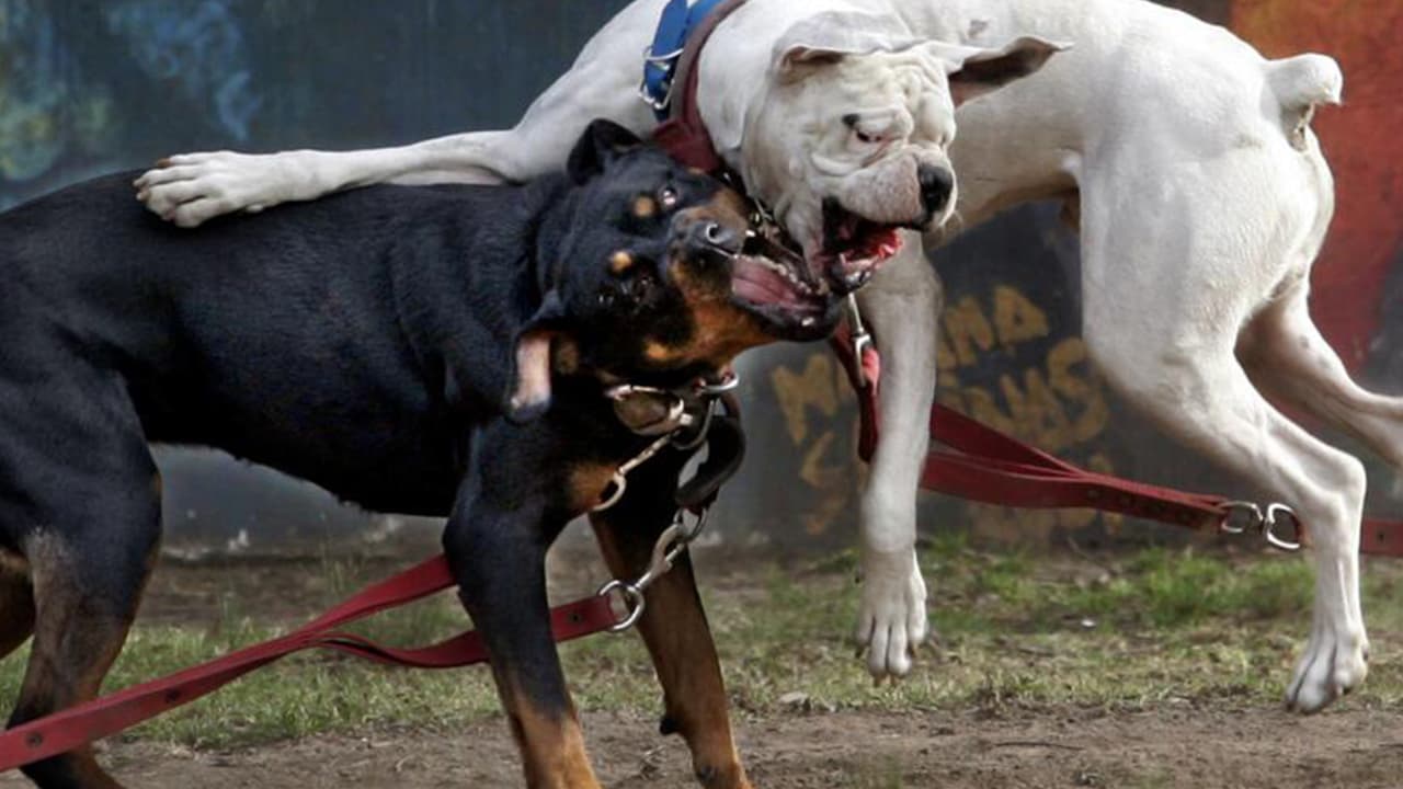 ¿Tienes una mascota considerada peligrosa?: Te explicamos cómo evitar que te la decomisen en Houston