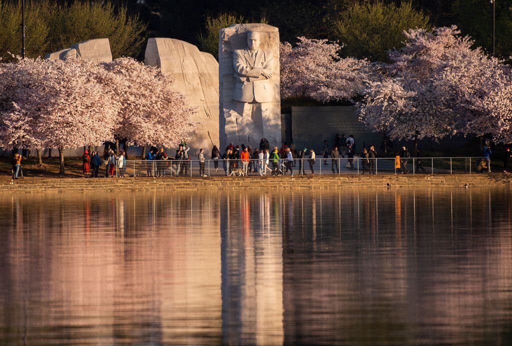 De acuerdo con el 
<b>Servicio de Parques Nacionales, la fecha de pico de floración se define como el día en que el 70% de las flores del cerezo Yoshino ( Prunus x yedoensis )</b> están abiertas, la cual varía anualmente dependiendo de las condiciones climáticas. El momento más probable para alcanzar el pico de floración es entre la última semana de marzo y la primera semana de abril.