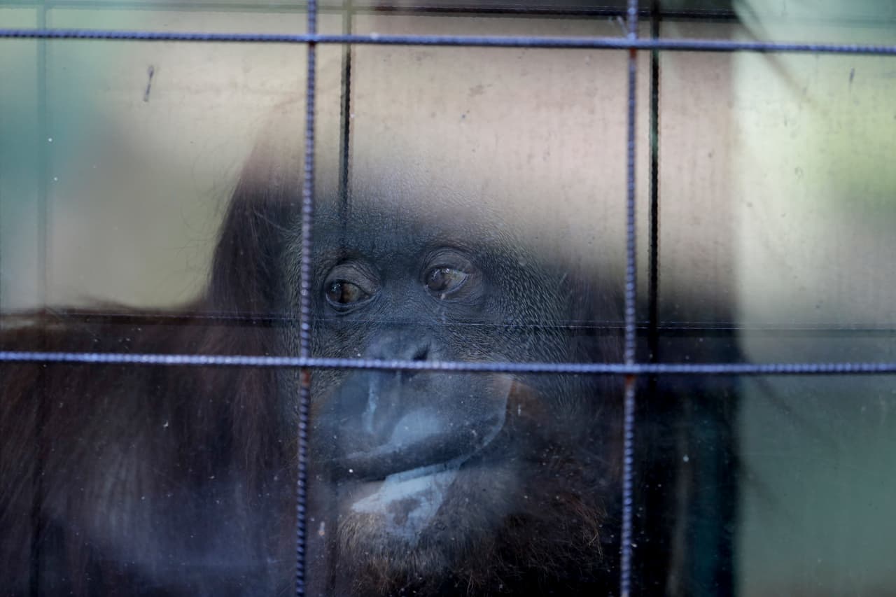 Sandra, una orangután, mira desde su jaula en lo que era conocido como el zoológico de Buenos Aires y hoy se llama Eco Parque.