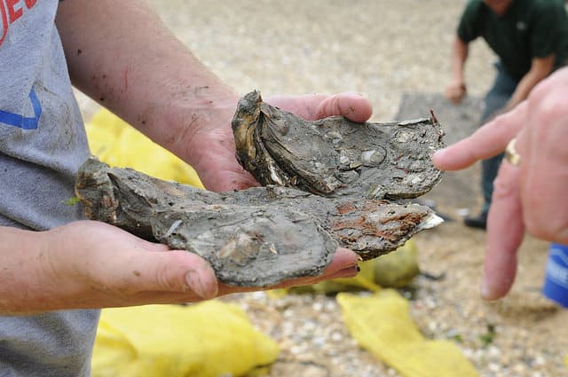 Años de pruebas en Jamaica Bay mostraron que la calidad del agua mejoró y que las ostras podrán sobrevivir en la bahía.