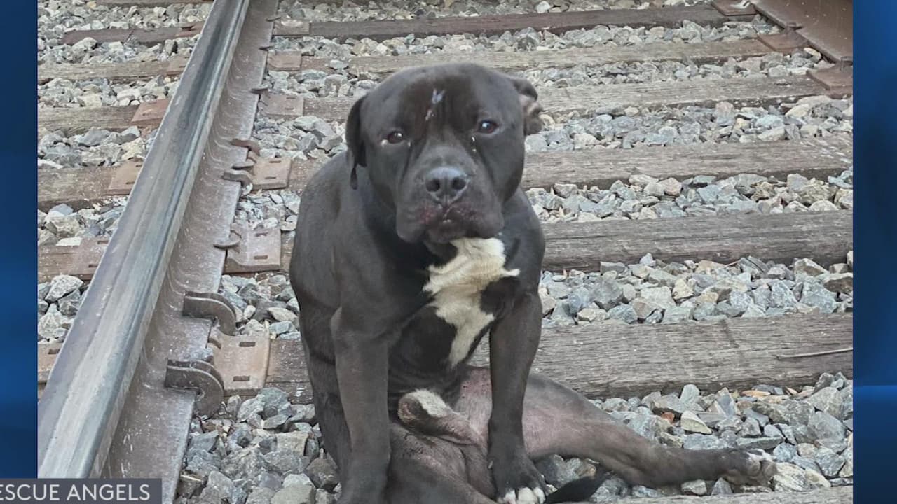 Conoce a Lucky, el perro encontrado abandonado y herido en las vías del tren