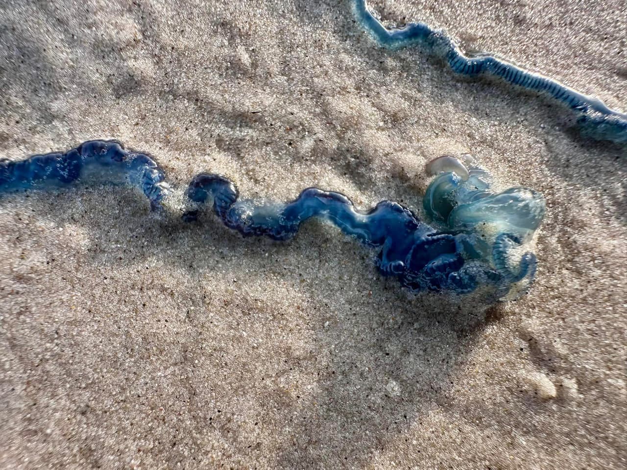 Se trata de la carabela portuguesa, también conocida como ‘portuguese man o’ war’, que ha sido vista en cientos en varias playas texanas y seguirán saliendo del mar durante los próximos días.