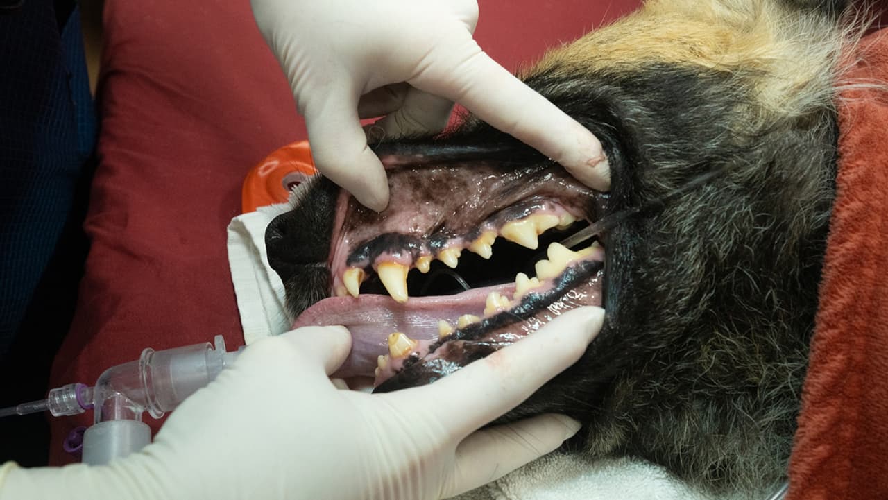 En esta foto se ve el estado de los colmillos de este animal.