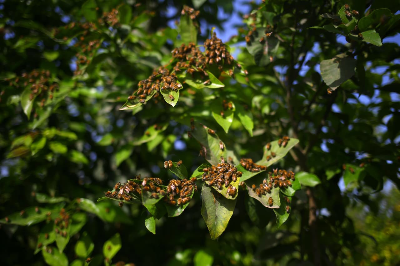“Ahorita en este tiempo [del mozón] especialmente en la lluvia que está como muy húmedo, si andas trabajando cerca de ellas [abejas], 
<b>cambian de panal a cada cierto tiempo</b>…la reina se mueve y 
<b>se va todo el enjambre</b>. Muchas veces estas trabajando y pasan arriba de ti, una sombra y no sabes ni qué es, nomas escuchas el sonido”, indica José Cruz Rosales, un jardinero en Arizona. 
<br>