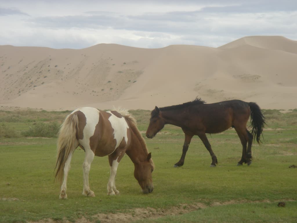 Parte del desierto de Gobi está en Mongolia. Allí se pueden encontrar las famosas dunas of Khongoryn Els las cuales cautivan porque contrasta con la verde estepa de los alrededores.