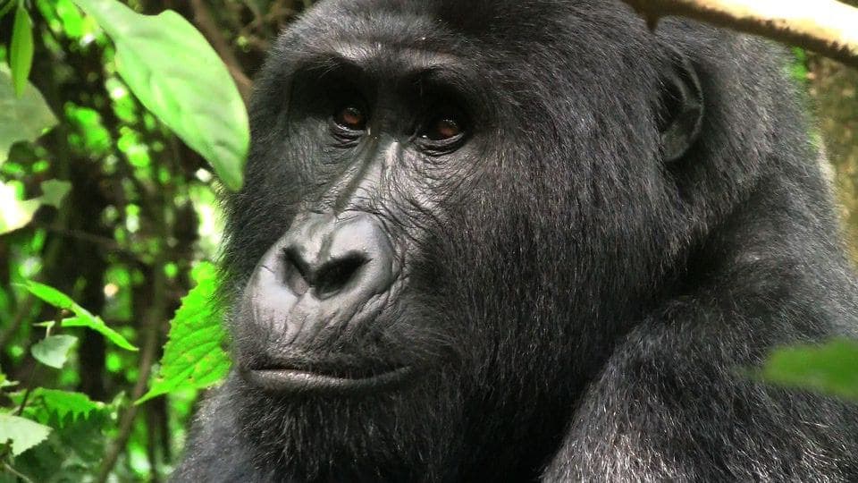 En la Selva Impenetrable de Bwindi en Uganda viven unos 300 gorilas de montaña, una especie en peligro de extinción.