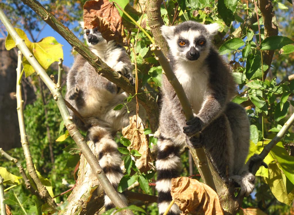 El 80% de la flora y fauna de Madagascar solamente puede encontrarse en esta isla de África. Sus paisajes son dramáticos y diversos. Su vida silvestre, como estos lémures de cola anillada, es realmente extraordinaria. Este mágico lugar y sus habitantes son amenazados por la deforestación y la explotación de sus recursos naturales.
