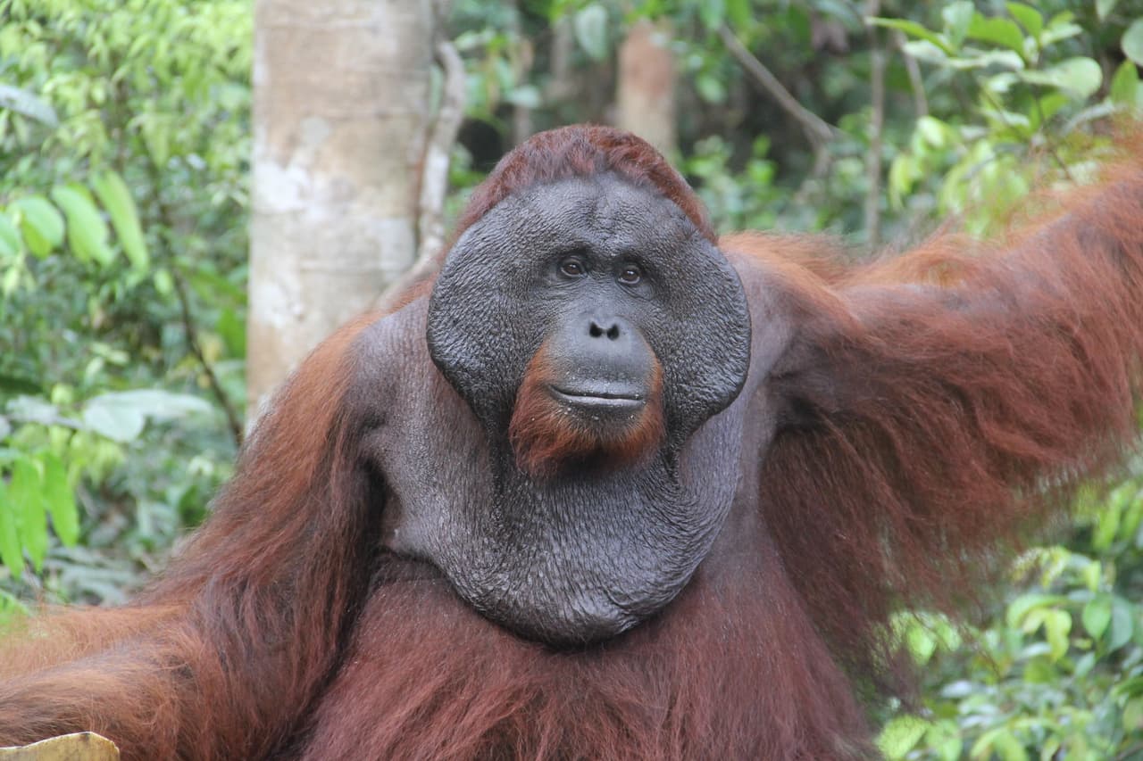 En la isla de Borneo de Indonesia habitan estas hermosas criaturas. El futuro de los orangutanes está en peligro porque en la última década su hábitat natural se ha reducido en 50%.