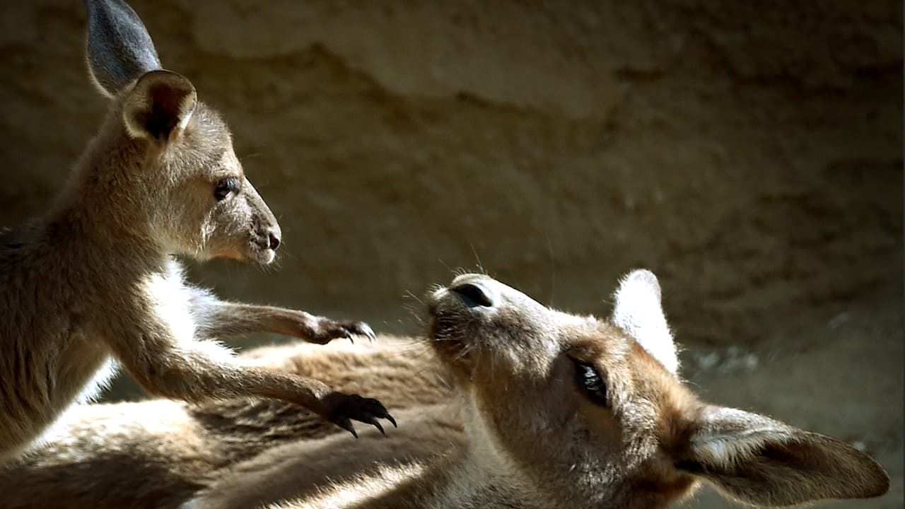 Tres vaginas, dos tipos de leche y pausar el embarazo: los superpoderes de las mamás canguro