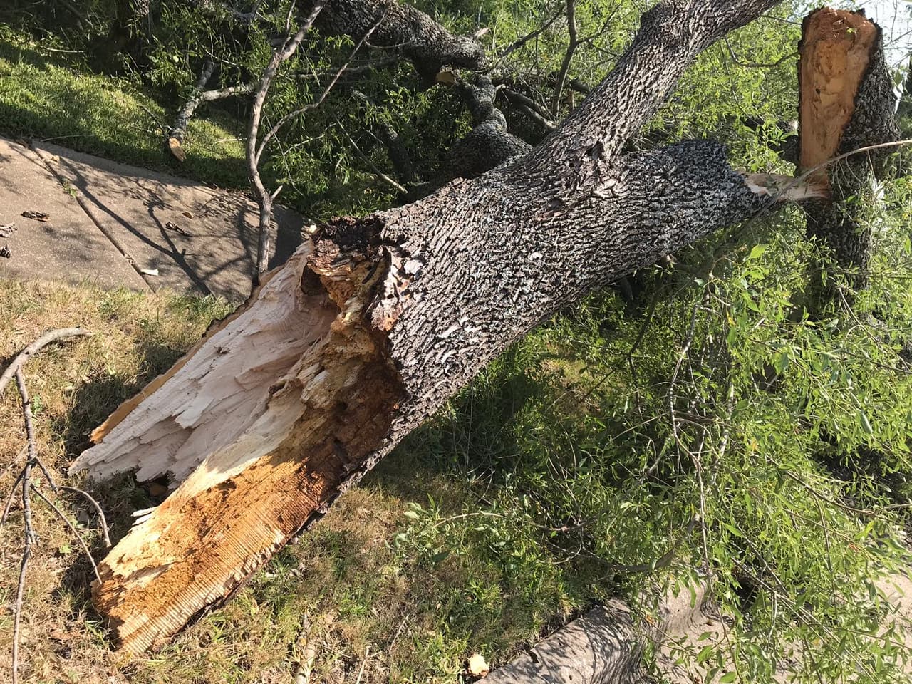 Los fuertes vientos derribaron áboles completos.