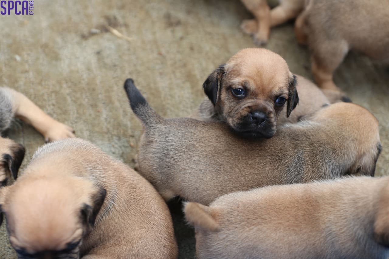 Un total de nueve cachorros fueron atendidos por personal médico.