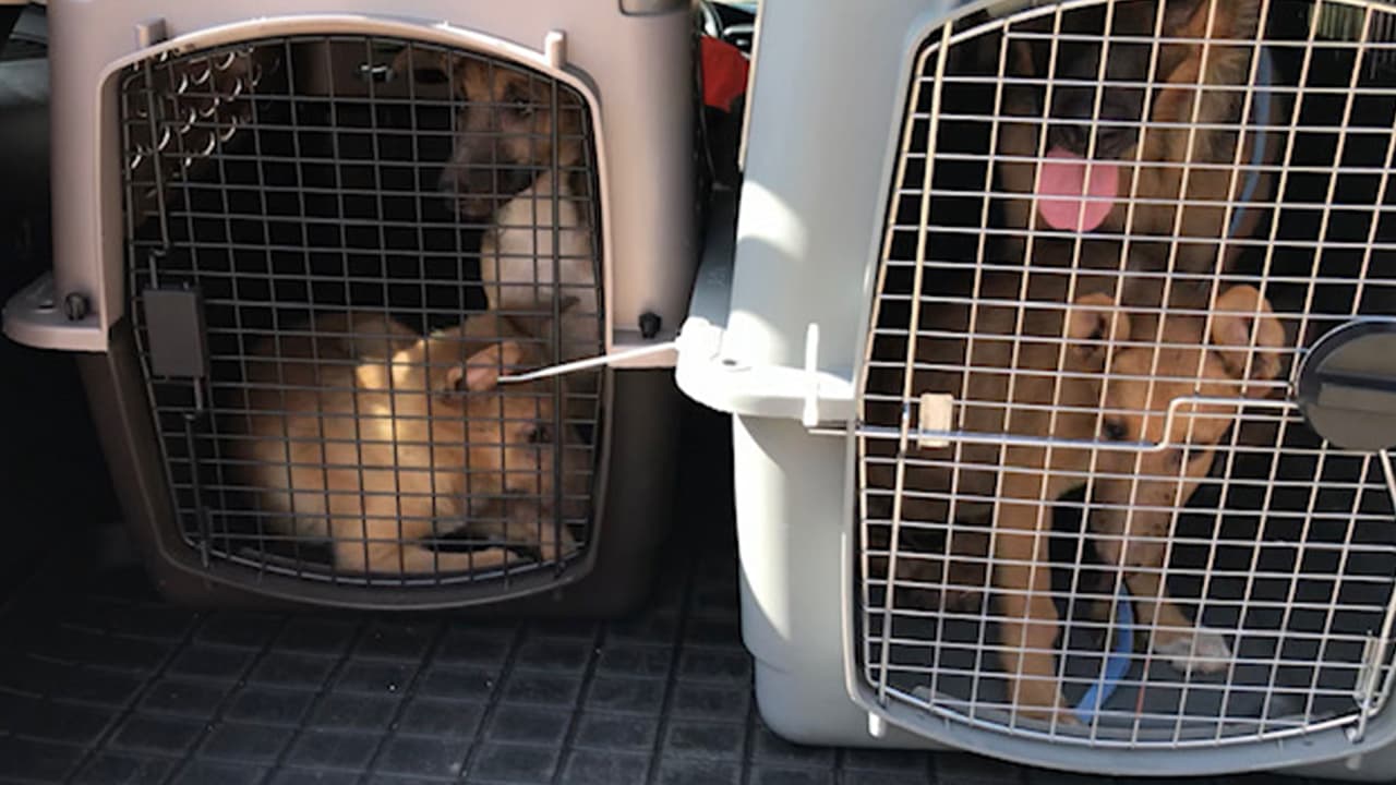 Sin embargo, pudieron rescatar a otros tres cachorros y a su madre.