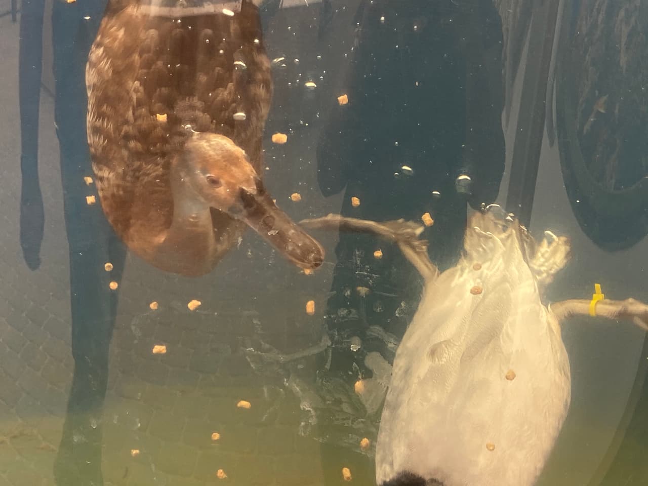 Granja The Rooster Cogburn en Oro Valley, Arizona.