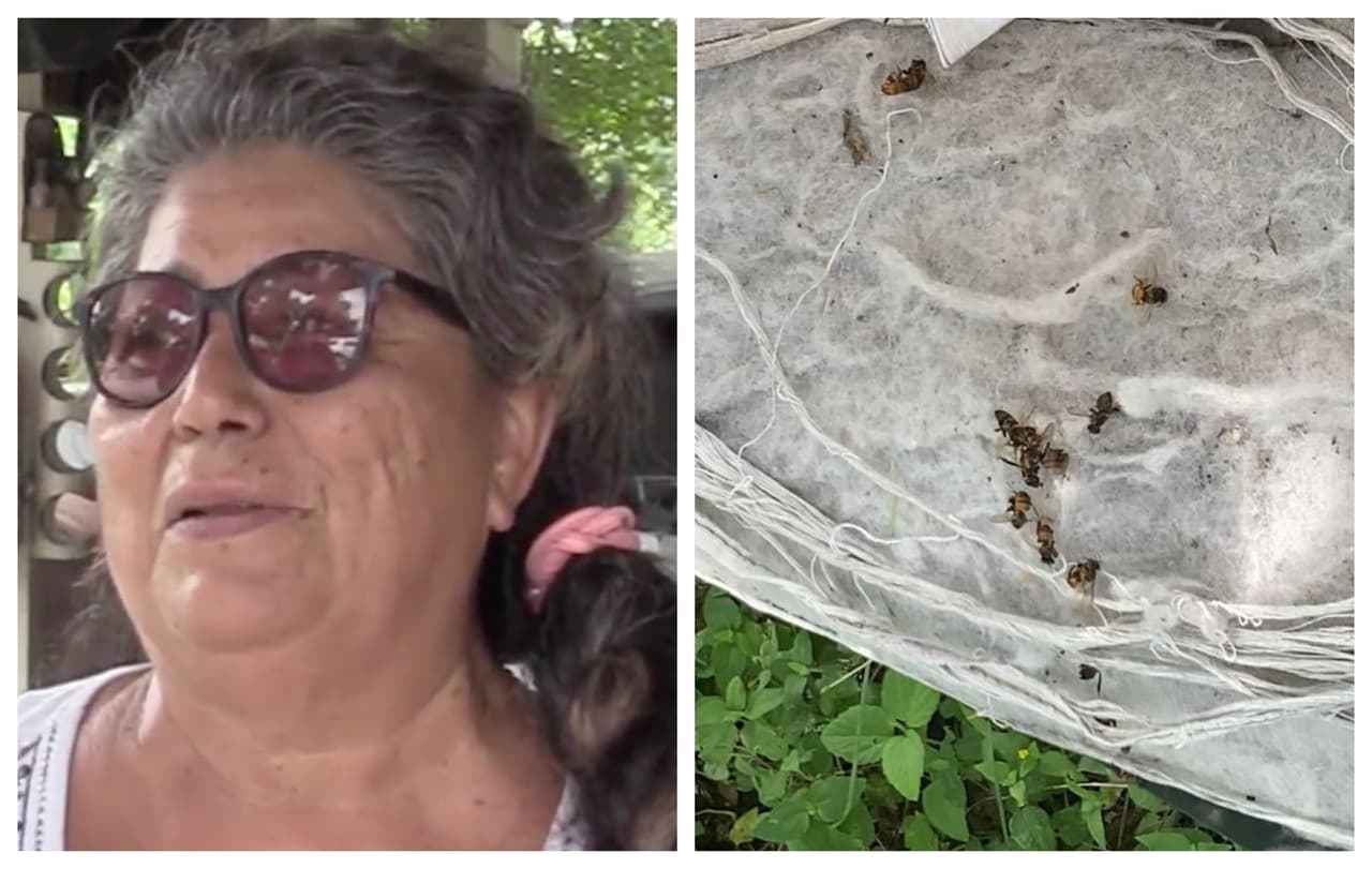 “Estaba lleno de abejas”: Vecinas narran que hombre recibió más de 300 picaduras antes de morir
