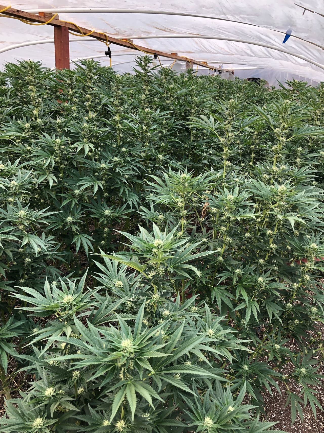 <b>Está prohibido el cultivo al aire libre de cualquier tipo, en cualquier parcela.</b>