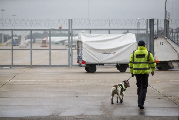 La policía de la frontera en Reino Unido, cuenta con perros detectores, los cuales checan a los pasajeros que llegan al aeropuerto de Londres para buscar drogas ilegales.