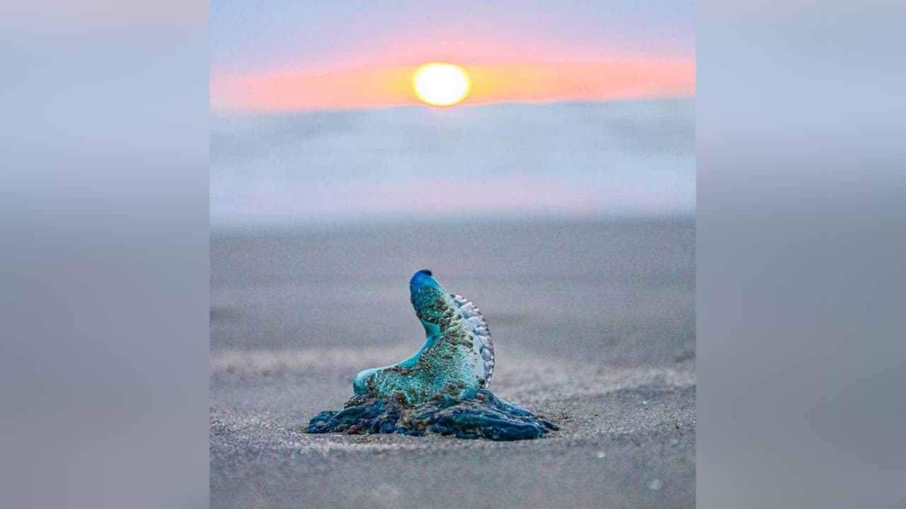 Las imágenes captadas por el fotógrafo 
<b><a href="https://www.instagram.com/p/CX8utmVrjeq/" target="_blank">Raymond Cruz</a></b> muestran al animal durante un amanecer en las playas de Galveston. “Todos disfrutan los amaneceres”, indica la publicación del Departamento de Parques y Vida Silvestre de Texas.