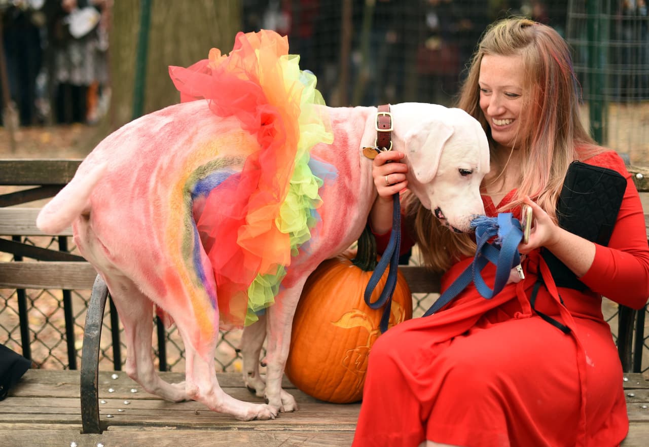 Mira todos los disfraces de las mascotas concursantes y sus dueños entre los que hubo todo tipo de dinosaurios, tal vez aprovechando el reciente estreno de la película 'Jurassic World', o también algunos inspirados en 'Volver al Futuro', además hubo cocodrilos, dragones, personajes de 'El Mago de Oz', 'Los Picapiedra' y hasta algunos perritos disfrazados de Donald Trump.