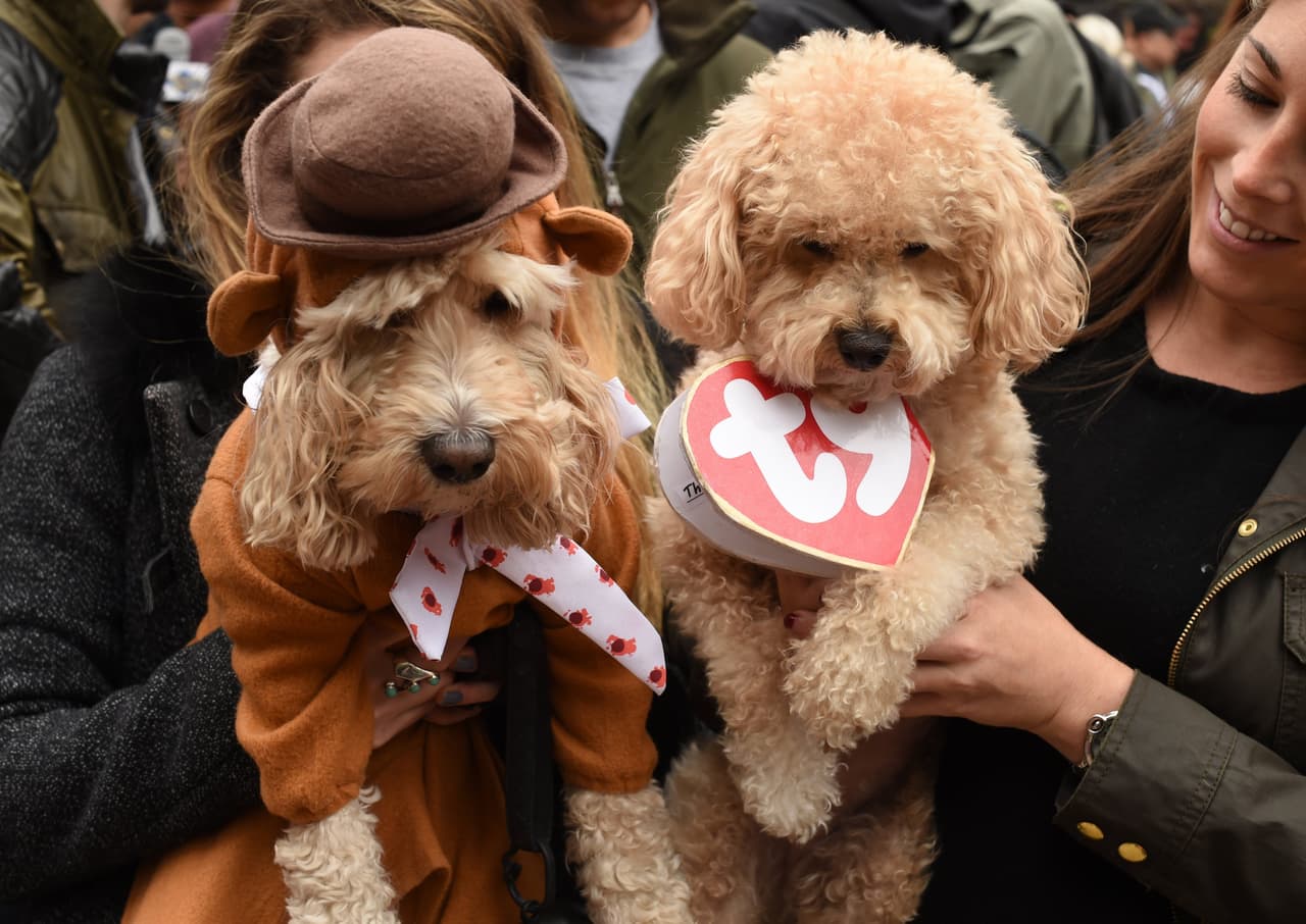 Mira todos los disfraces de las mascotas concursantes y sus dueños entre los que hubo todo tipo de dinosaurios, tal vez aprovechando el reciente estreno de la película 'Jurassic World', o también algunos inspirados en 'Volver al Futuro', además hubo cocodrilos, dragones, personajes de 'El Mago de Oz', 'Los Picapiedra' y hasta algunos perritos disfrazados de Donald Trump.
