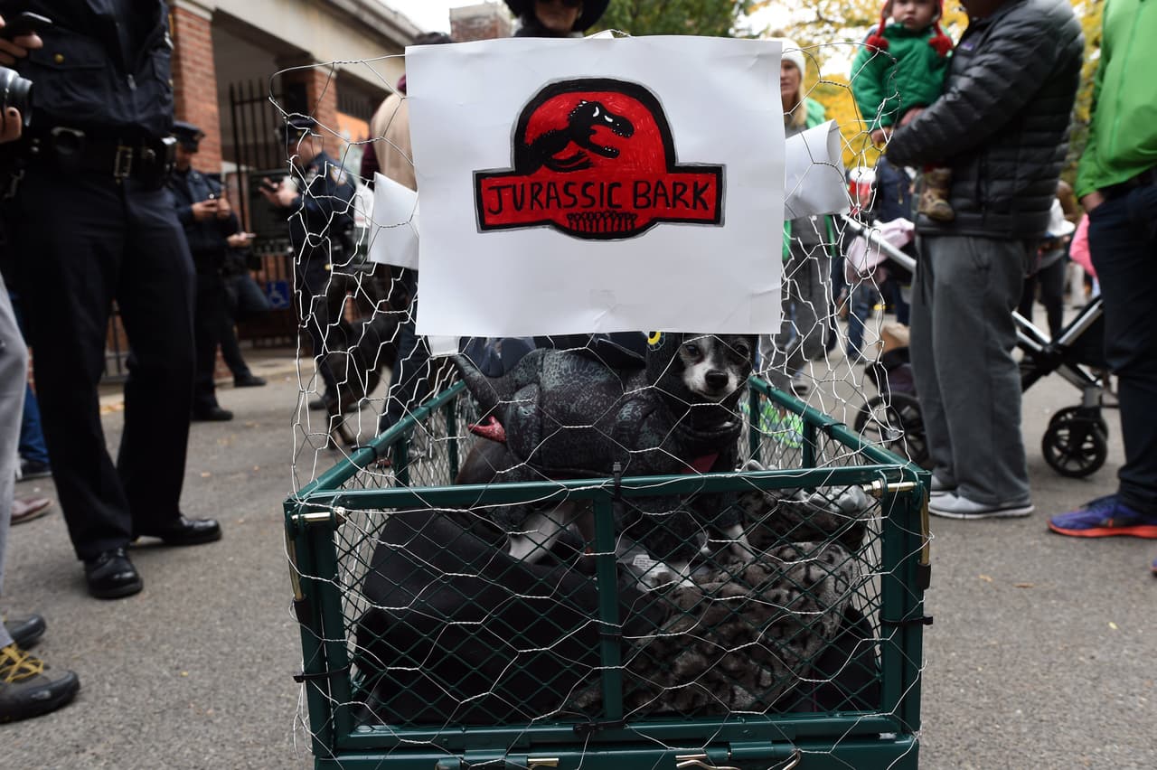 Mira todos los disfraces de las mascotas concursantes y sus dueños entre los que hubo todo tipo de dinosaurios, tal vez aprovechando el reciente estreno de la película 'Jurassic World', o también algunos inspirados en 'Volver al Futuro', además hubo cocodrilos, dragones, personajes de 'El Mago de Oz', 'Los Picapiedra' y hasta algunos perritos disfrazados de Donald Trump.