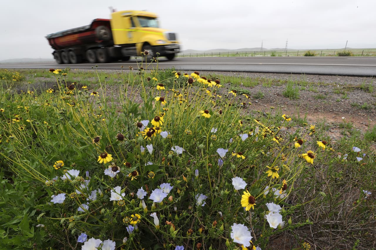 Ubicado a unas 800 millas al norte de Santiago de Chile, sobre el suelo del desierto de Atacama crecen más de 200 especies de plantas.