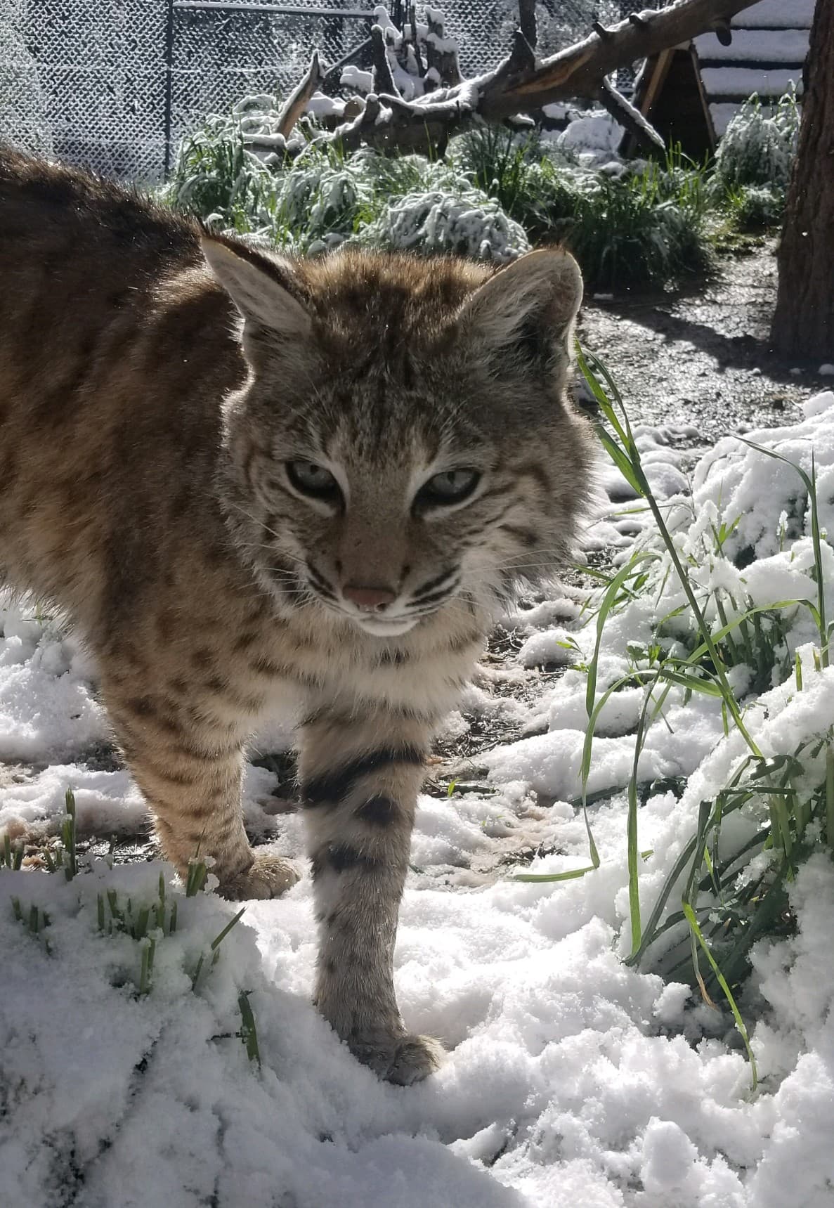 Estos animales usuarlmente se encuentran en las montañas de Santa Mónica y San Gabriel y ocasionalmente tienen encuentros amigables, y no tan amigables, con los humanos.