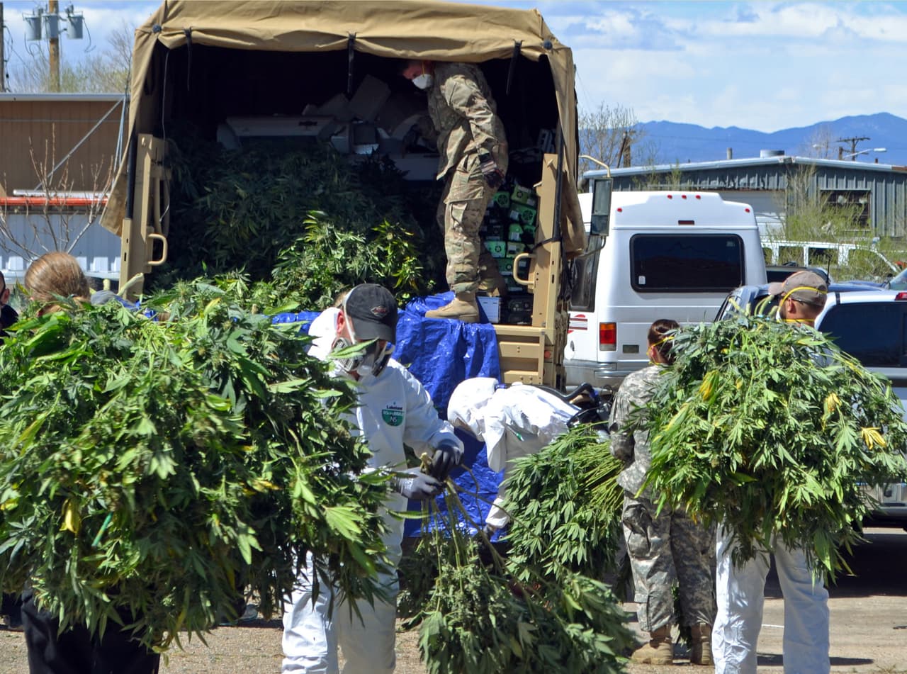 Investigadores cargan plantas de marihuana en un camión de la Guardia Nacional, en el marco de la operación