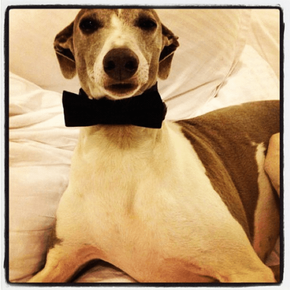 Uno de los más divertidos fue en noviembre de 2012, cuando buscaban el disfraz de Halloween para Flaco.